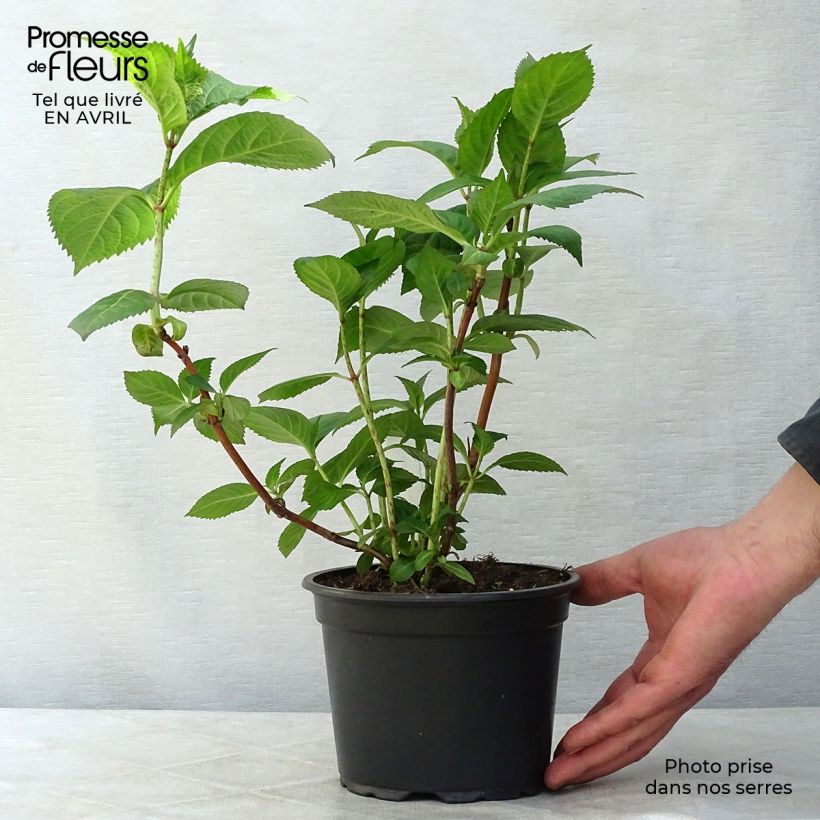 Exemplar von Hydrangea macrophylla Veitchii - Bauernhortensie Topf mit 2L/3L wie im Frühjahr geliefert