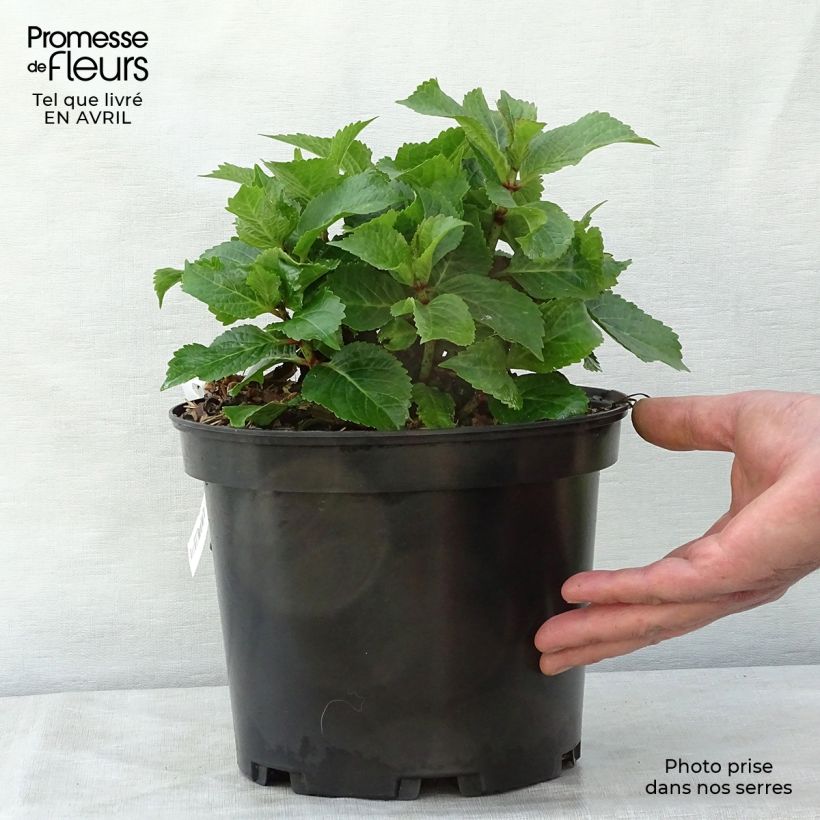 Exemplar von Hydrangea macrophylla Wedding Gown - Bauernhortensie Topf mit 4L/5L wie im Frühjahr geliefert