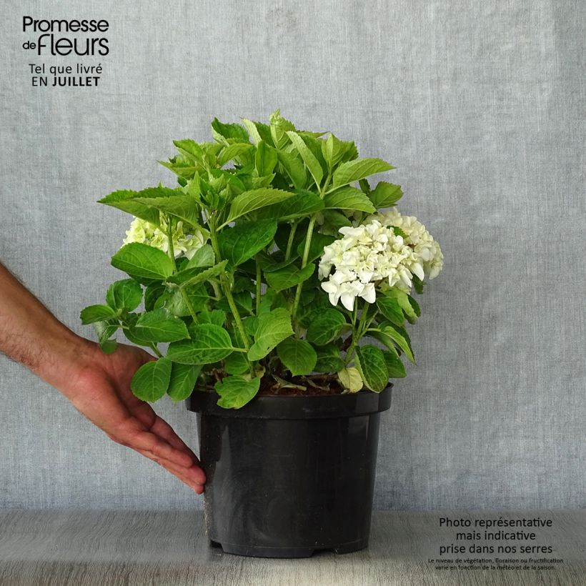 Exemplar von Hortensie - Hydrangea macrophylla Wudu wie im Sommer geliefert