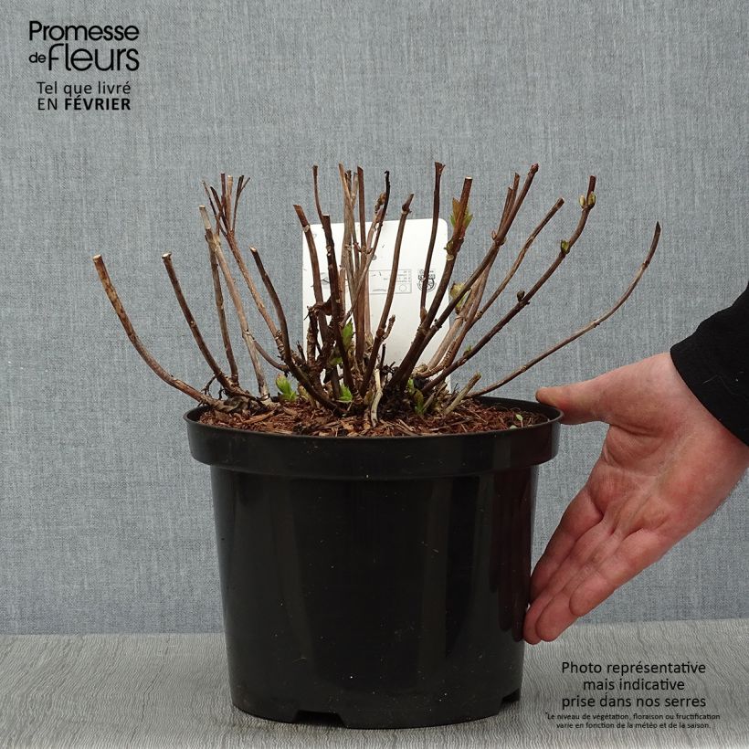 Exemplar von Hortensie - Hydrangea macrophylla Wudu wie im Winter geliefert