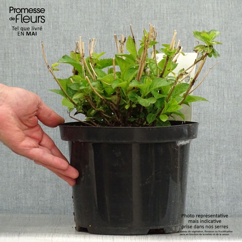 Exemplar von Hortensie - Hydrangea macrophylla Wudu wie im Frühjahr geliefert