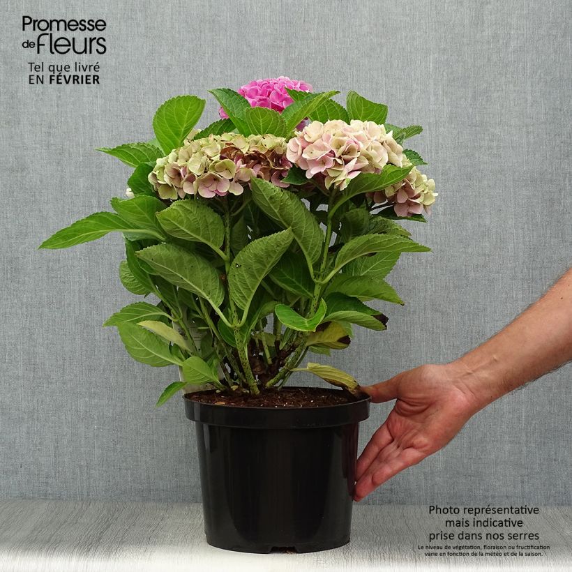 Exemplar von Hydrangea macrophylla Xian - Bauernhortensie Topf mit 4L/5L wie im Herbst geliefert