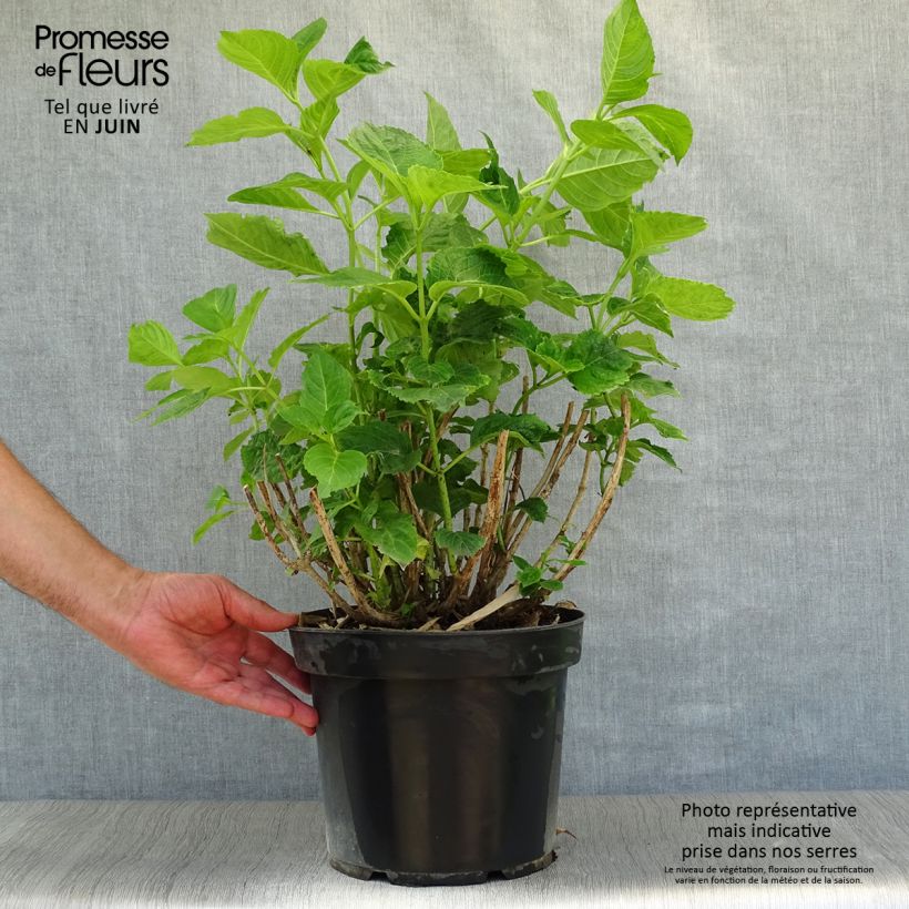 Exemplar von Hydrangea macrophylla Xian - Bauernhortensie Topf mit 7,5L/10L wie im Sommer geliefert