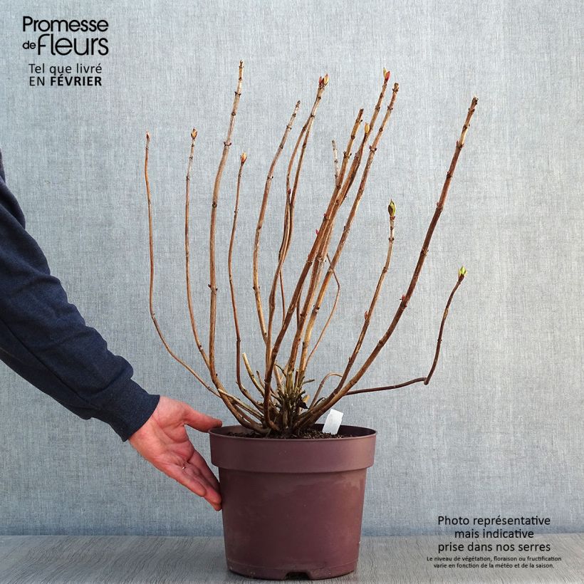 Exemplar von Hydrangea macrophylla Xian - Bauernhortensie Topf mit 7,5L/10L wie im Winter geliefert