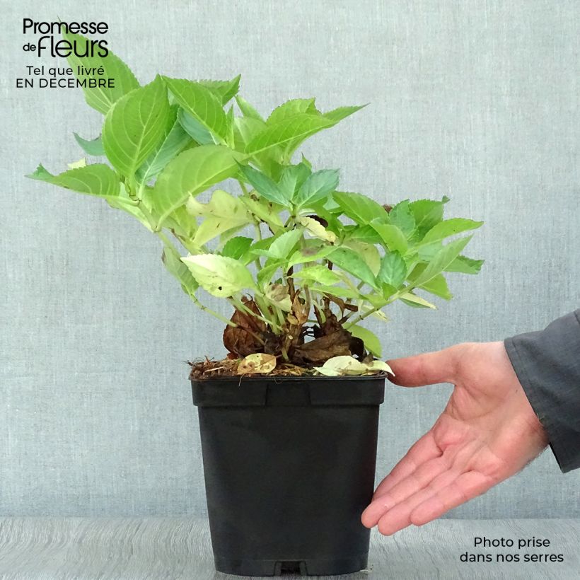 Exemplar von Hydrangea macrophylla Yamato - Bauernhortensie Topf mit 2L/3L wie im Winter geliefert