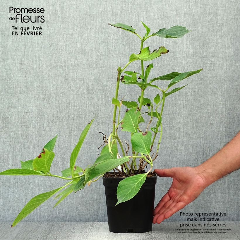 Exemplar von Hydrangea macrophylla Yamato - Bauernhortensie Topf mit 2L/3L wie im Herbst geliefert