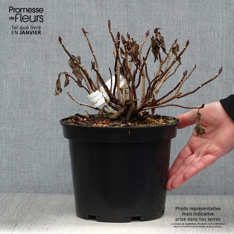 Exemplar von Hydrangea macrophylla You and Me Together - Bauernhortensie Topf mit 3L/4L wie im Winter geliefert