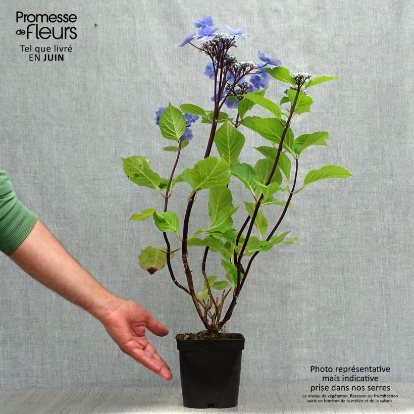 Exemplar von Hydrangea macrophylla Zorro Blue - Bauernhortensie Topf mit 2L/3L wie im Sommer geliefert