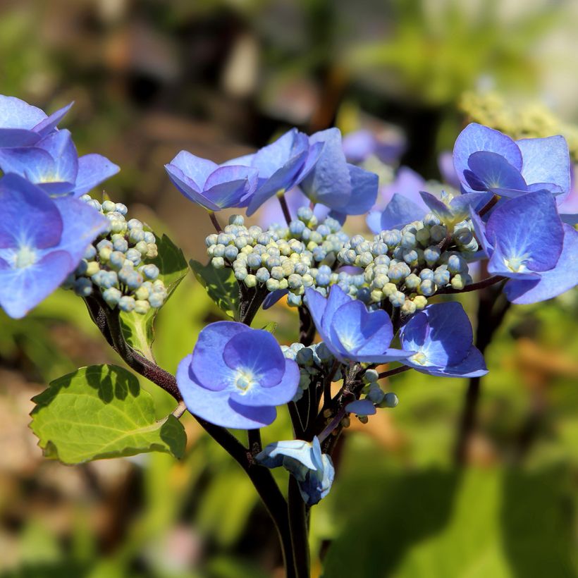 Hydrangea macrophylla Zorro Blue - Bauernhortensie (Blüte)