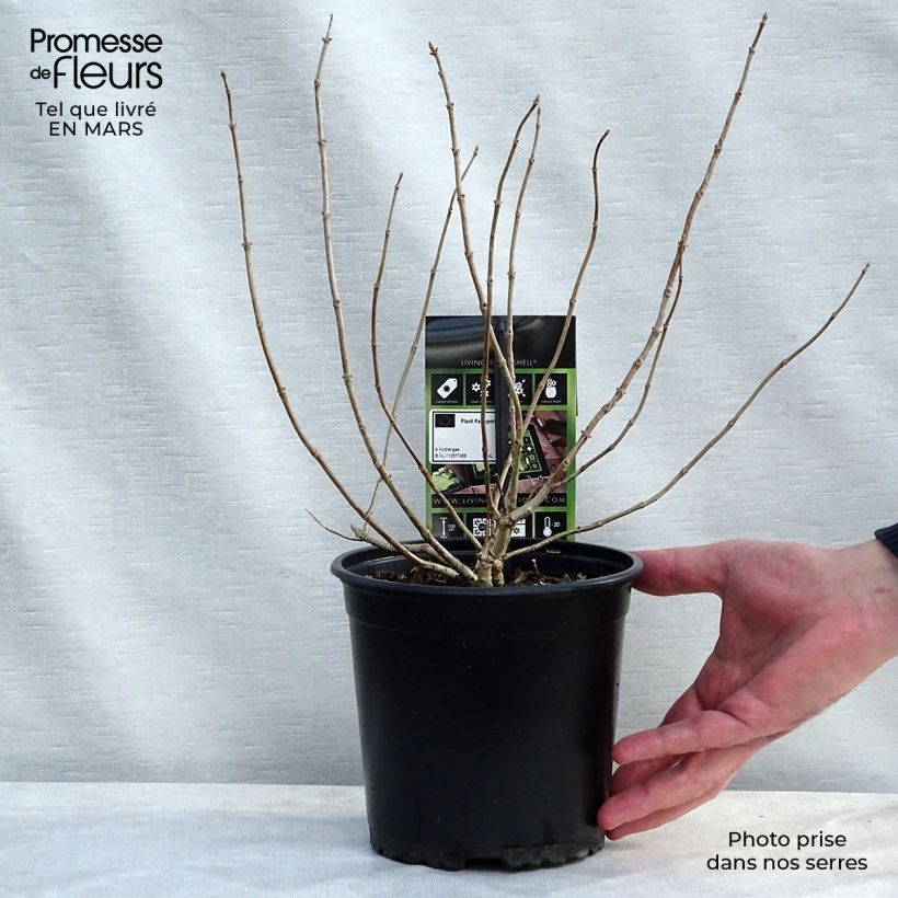 Exemplar von Rispenhortensie Bombshell - Hydrangea paniculata Topf mit 2L/3L wie im Frühjahr geliefert