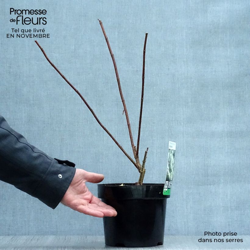 Exemplar von Rispenhortensie Diamantino - Hydrangea paniculata Topf mit 3L/4L wie im Herbst geliefert