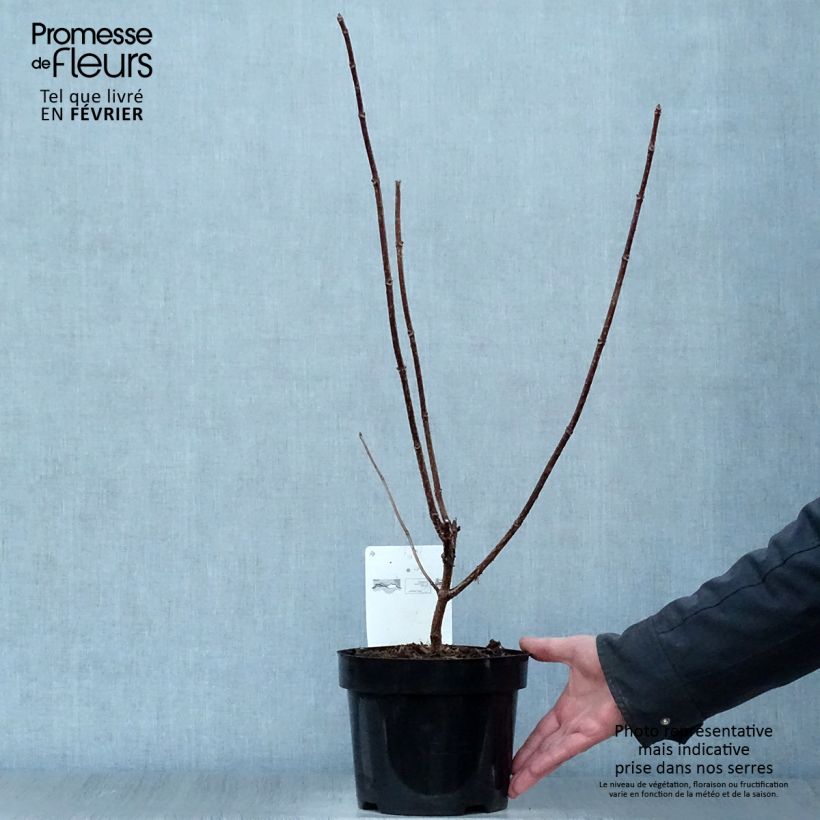 Exemplar von Rispenhortensie Early Sensation - Hydrangea paniculata Topf mit 3L/4L wie im Winter geliefert