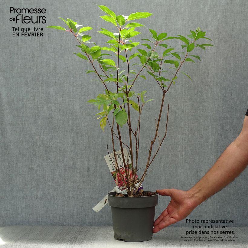 Exemplar von Rispenhortensie Graffiti - Hydrangea paniculata Topf mit 4L/5L wie im Herbst geliefert