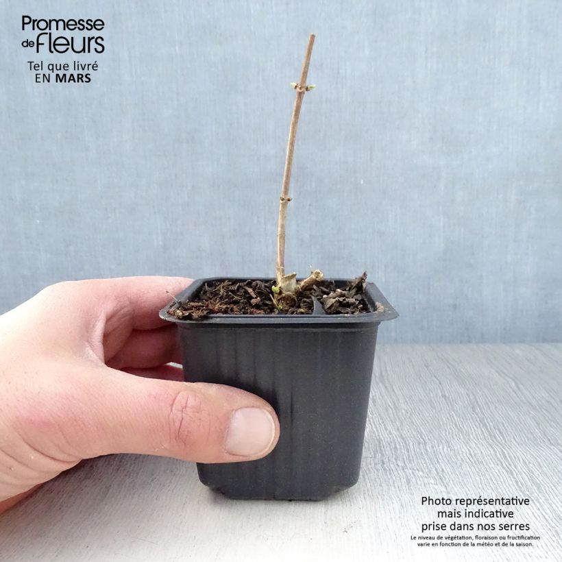 Exemplar von Rispenhortensie Grandiflora - Hydrangea paniculata Kleine Töpfe von 8/9 cm wie im Frühjahr geliefert