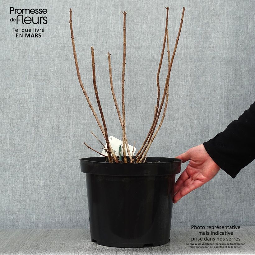 Exemplar von Rispenhortensie Great Star Le Vasterival - Hydrangea paniculata Topf mit 7,5L/10L wie im Winter geliefert