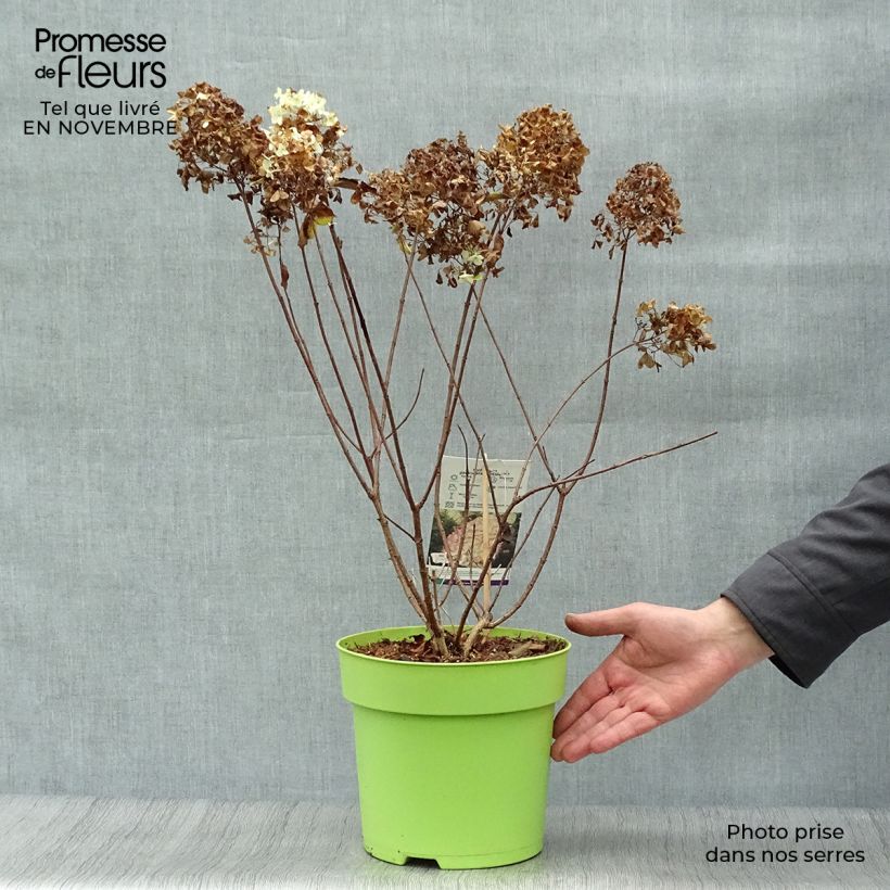 Exemplar von Rispenhortensie Hercules - Hydrangea paniculata Topf mit 4L/5L wie im Herbst geliefert
