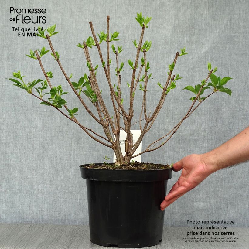 Exemplar von Rispenhortensie Kyushu - Hydrangea paniculata Topf mit 7,5L/10L wie im Frühjahr geliefert