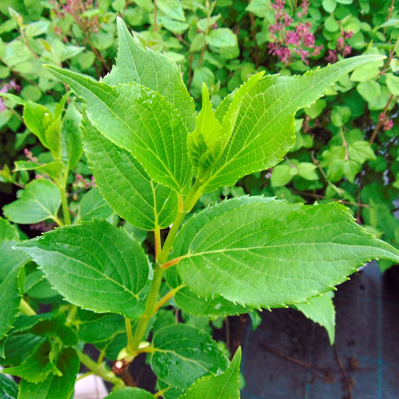 Rispenhortensie Kyushu - Hydrangea paniculata (Laub)
