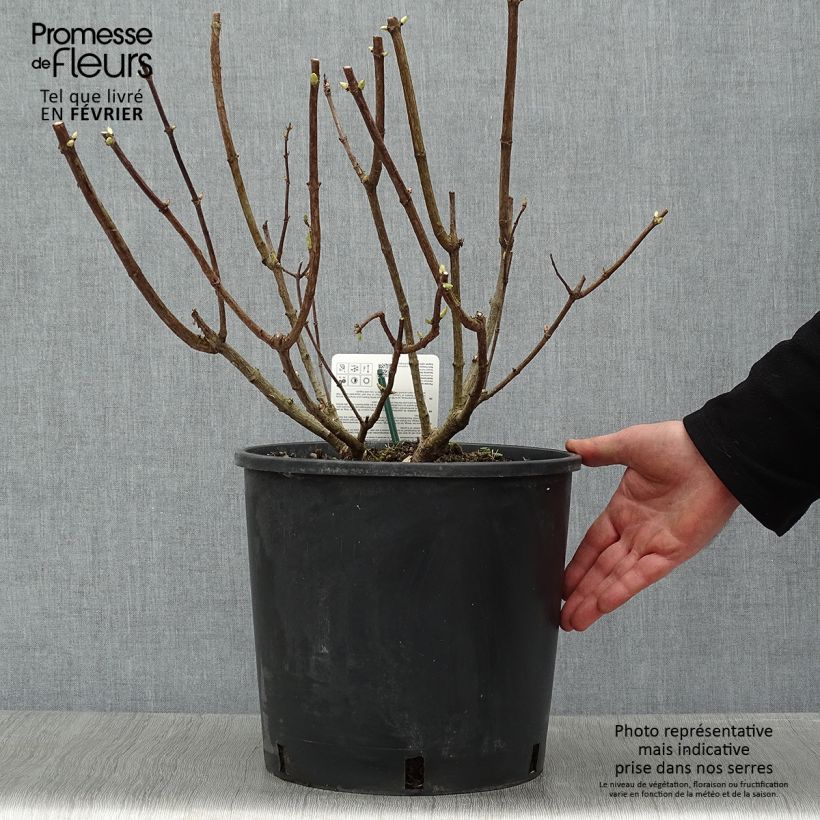 Exemplar von Rispenhortensie Levana - Hydrangea paniculata Topf mit 7,5L/10L wie im Winter geliefert