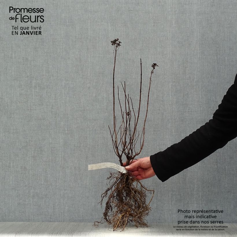 Exemplar von Rispenhortensie Limelight - Hydrangea paniculata Wurzelnackt wie im Winter geliefert