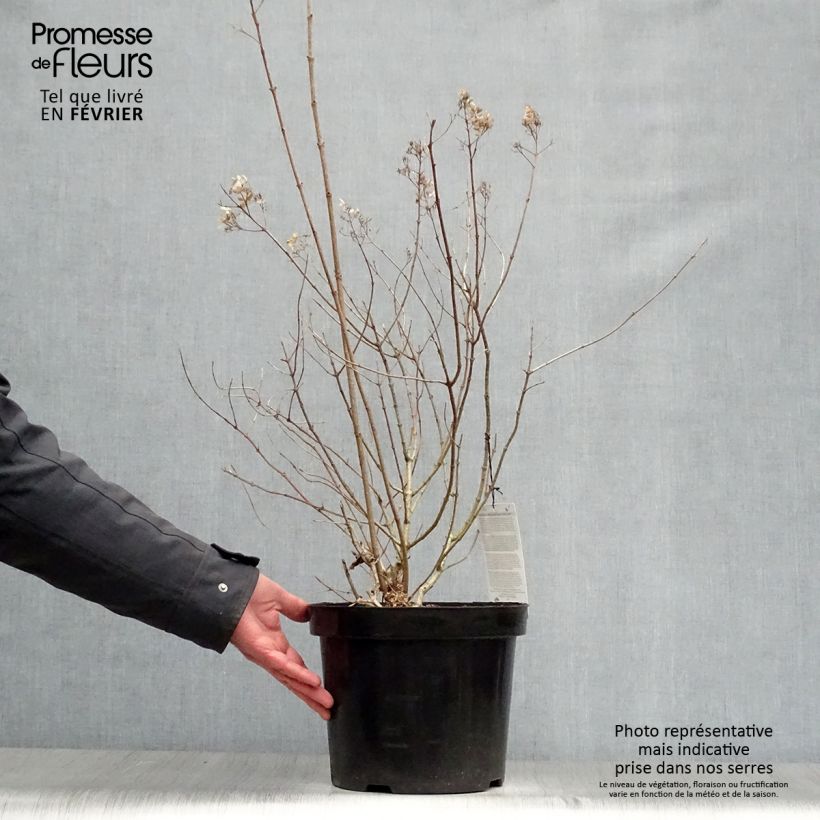 Exemplar von Rispenhortensie Little Lime - Hydrangea paniculata Topf mit 7,5L/10L wie im Winter geliefert