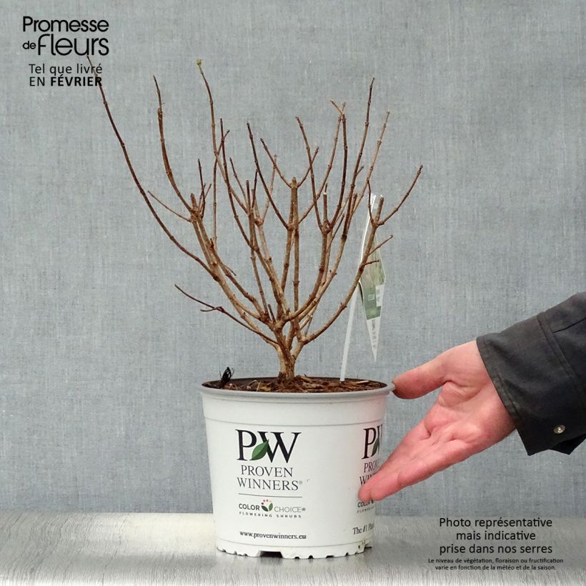 Exemplar von Rispenhortensie Little Lime - Hydrangea paniculata Topf mit 3L/4L wie im Winter geliefert