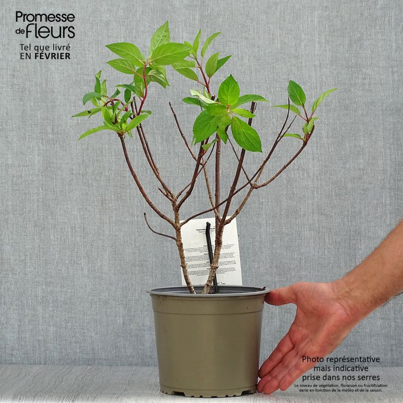 Exemplar von Rispenhortensie Magical Mont Blanc - Hydrangea paniculata Topf mit 3L/4L wie im Herbst geliefert