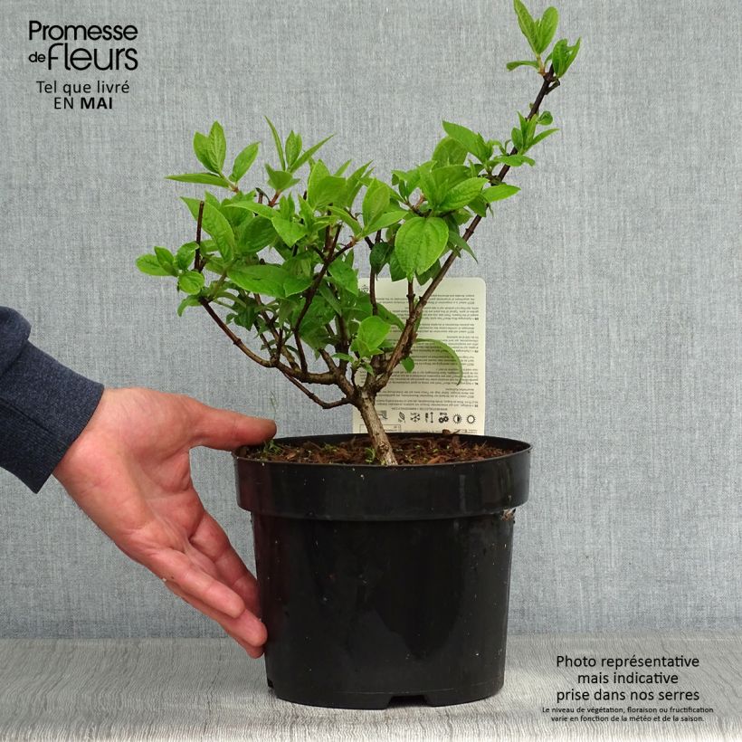 Exemplar von Rispenhortensie Mega Mindy - Hydrangea paniculata Topf mit 2L/3L wie im Frühjahr geliefert