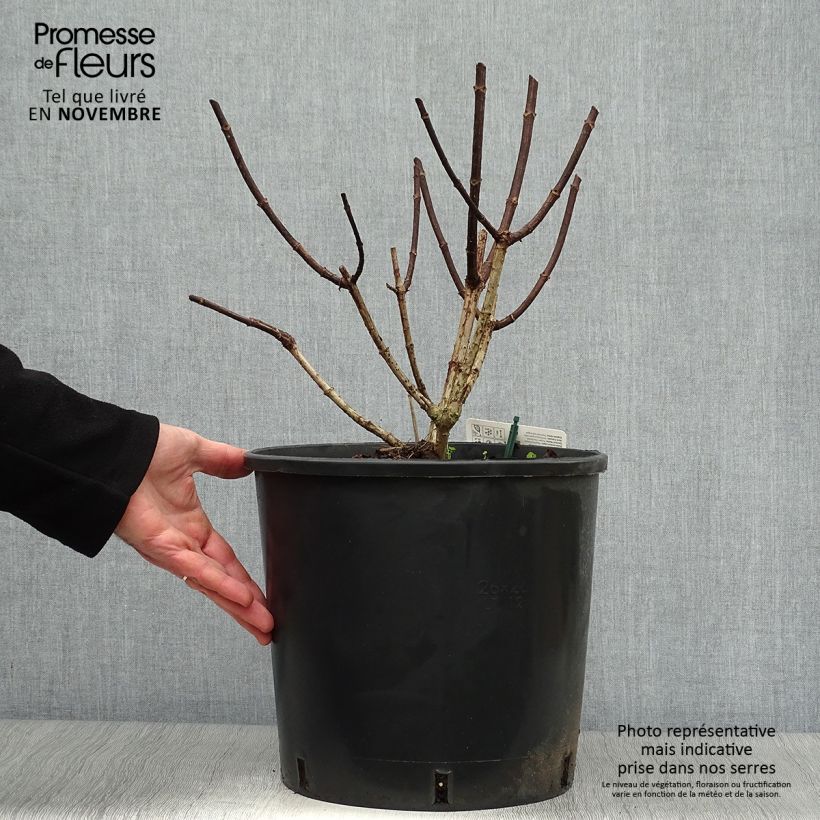 Exemplar von Rispenhortensie Pinky Winky - Hydrangea paniculata Topf mit 12L/15L wie im Herbst geliefert