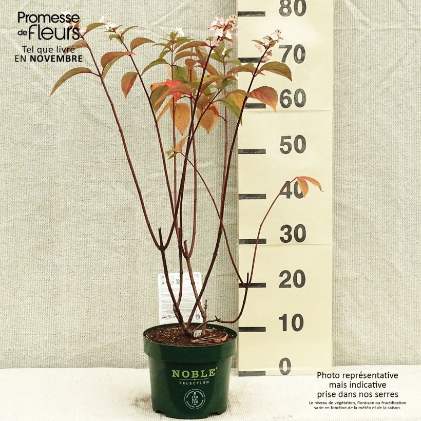 Exemplar von Rispenhortensie Pinky Winky - Hydrangea paniculata Topf mit 3L/4L wie im Herbst geliefert