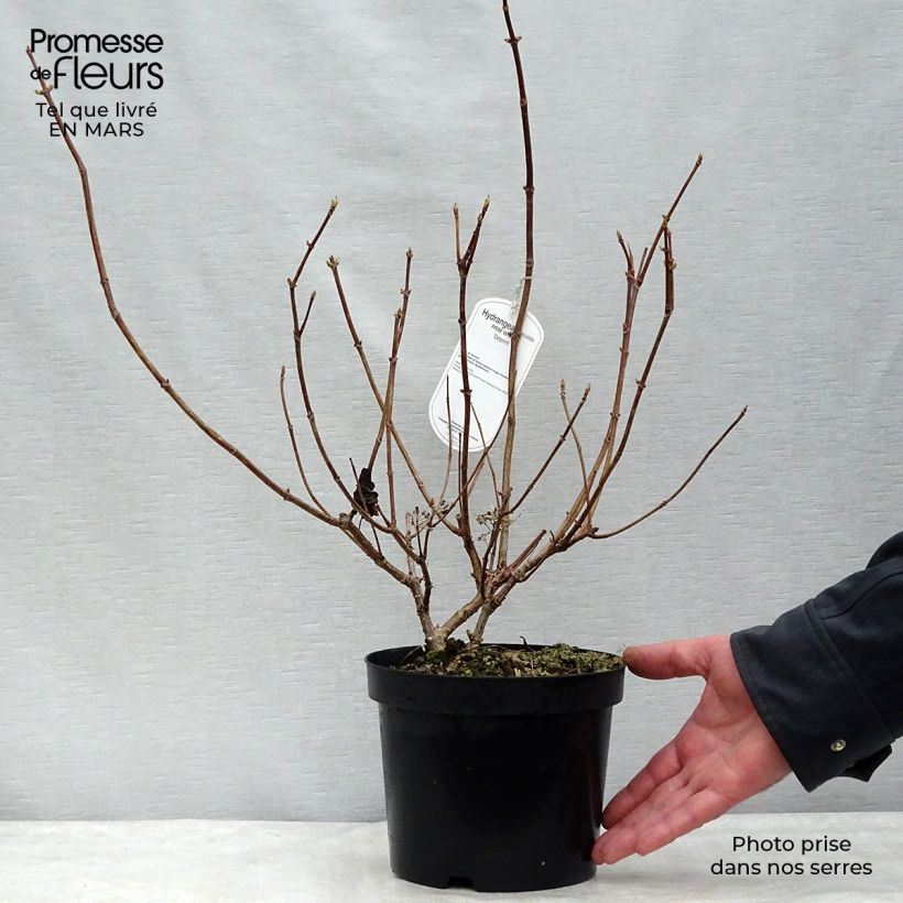 Exemplar von Rispenhortensie Prim White - Hydrangea paniculata Topf mit 2L/3L wie im Winter geliefert
