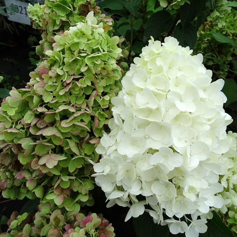 Rispenhortensie Silver Dollar - Hydrangea paniculata (Blüte)