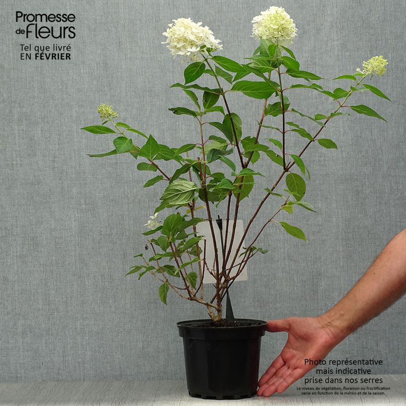 Exemplar von Rispenhortensie Silver Dollar - Hydrangea paniculata Topf mit 3L/4L wie im Herbst geliefert