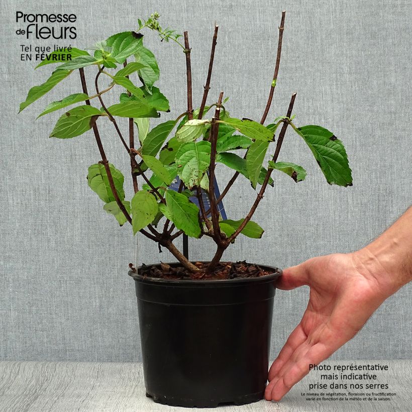 Exemplar von Rispenhortensie Skyfall - Hydrangea paniculata Topf mit 3L/4L wie im Herbst geliefert