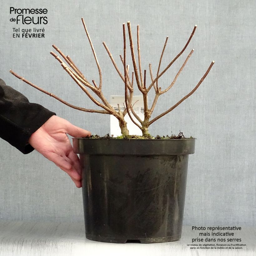 Exemplar von Rispenhortensie Vanille Fraise - Hydrangea paniculata Topf mit 7,5L/10L wie im Winter geliefert