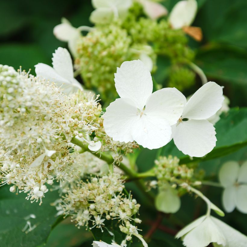 Rispenhortensie White Moth - Hydrangea paniculata (Blüte)