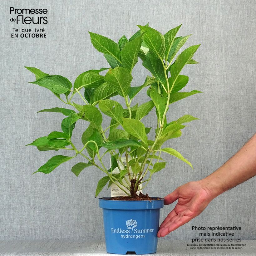 Exemplar von Rispenhortensie Wim's red - Hydrangea paniculata Topf mit 3L/4L wie im Herbst geliefert