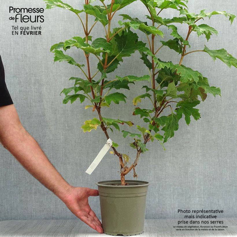 Exemplar von Eichenblatt-Hortensie Applause - Hydrangea quercifolia Topf mit 4L/5L wie im Herbst geliefert