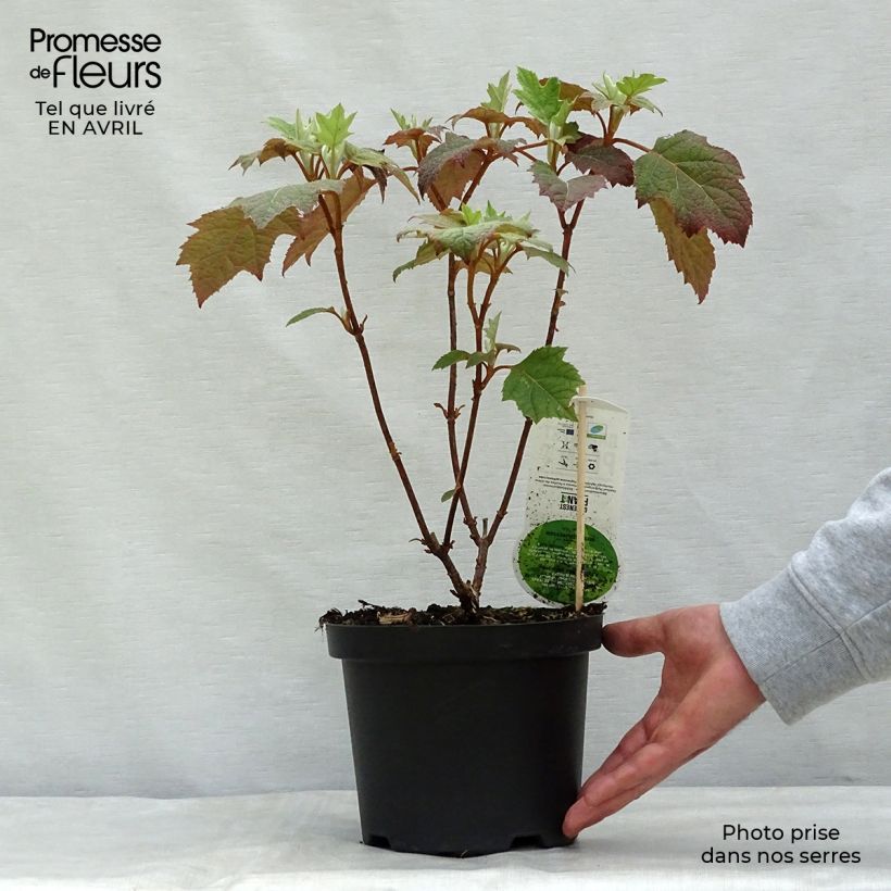 Exemplar von Eichenblatt-Hortensie Harmony - Hydrangea quercifolia Topf mit 2L/3L wie im Frühjahr geliefert