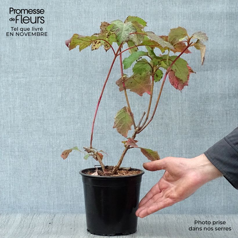 Exemplar von Eichenblatt-Hortensie Harmony - Hydrangea quercifolia Topf mit 2L/3L wie im Herbst geliefert