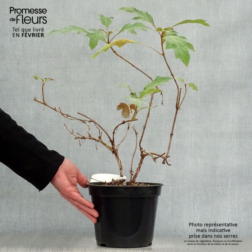 Exemplar von Eichenblatt-Hortensie Ice Crystal - Hydrangea quercifolia Topf mit 4L/5L wie im Winter geliefert