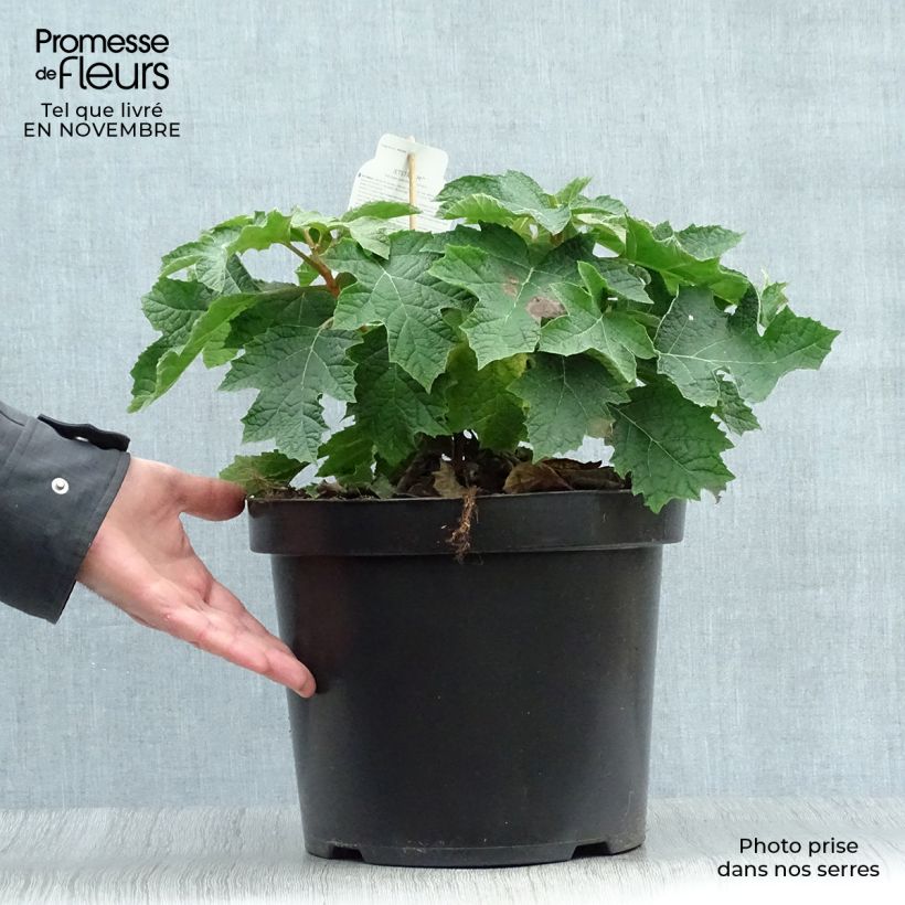 Exemplar von Eichenblatt-Hortensie Jetstream - Hydrangea quercifolia Topf mit 6L/7L wie im Herbst geliefert