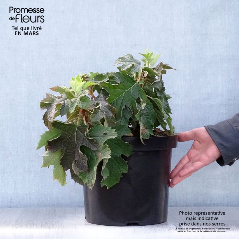 Exemplar von Eichenblatt-Hortensie Jetstream - Hydrangea quercifolia Topf mit 6L/7L wie im Frühjahr geliefert