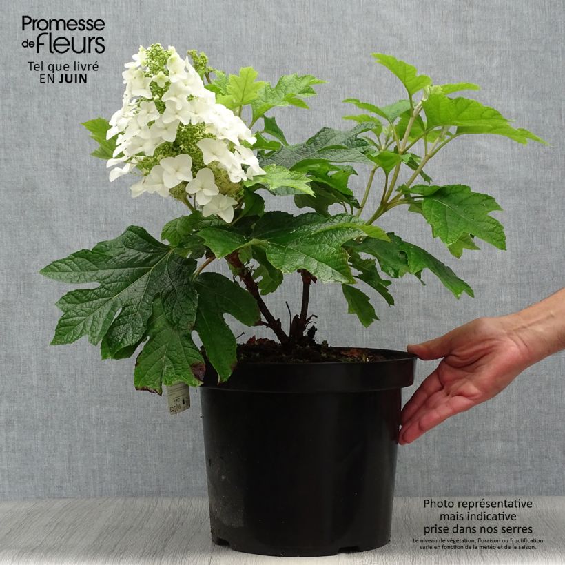 Exemplar von Eichenblatt-Hortensie Jetstream - Hydrangea quercifolia Topf mit 6L/7L wie im Sommer geliefert