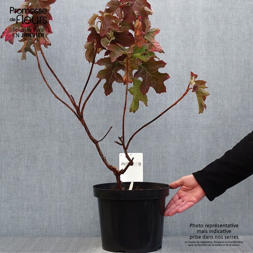 Exemplar von Eichenblatt-Hortensie Jetstream - Hydrangea quercifolia Topf mit 6L/7L wie im Winter geliefert