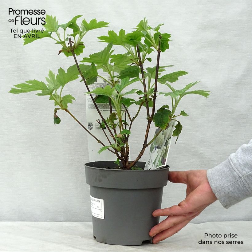 Exemplar von Eichenblatt-Hortensie Munchkin - Hydrangea quercifolia Topf mit 2L/3L wie im Frühjahr geliefert