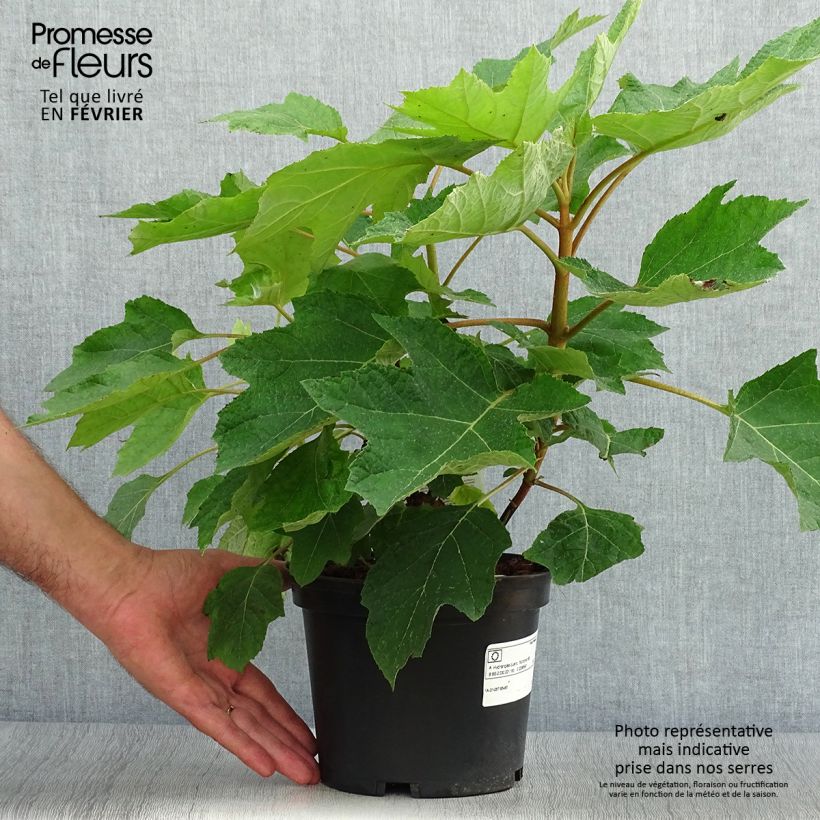 Exemplar von Eichenblatt-Hortensie Munchkin - Hydrangea quercifolia Topf mit 2L/3L wie im Herbst geliefert