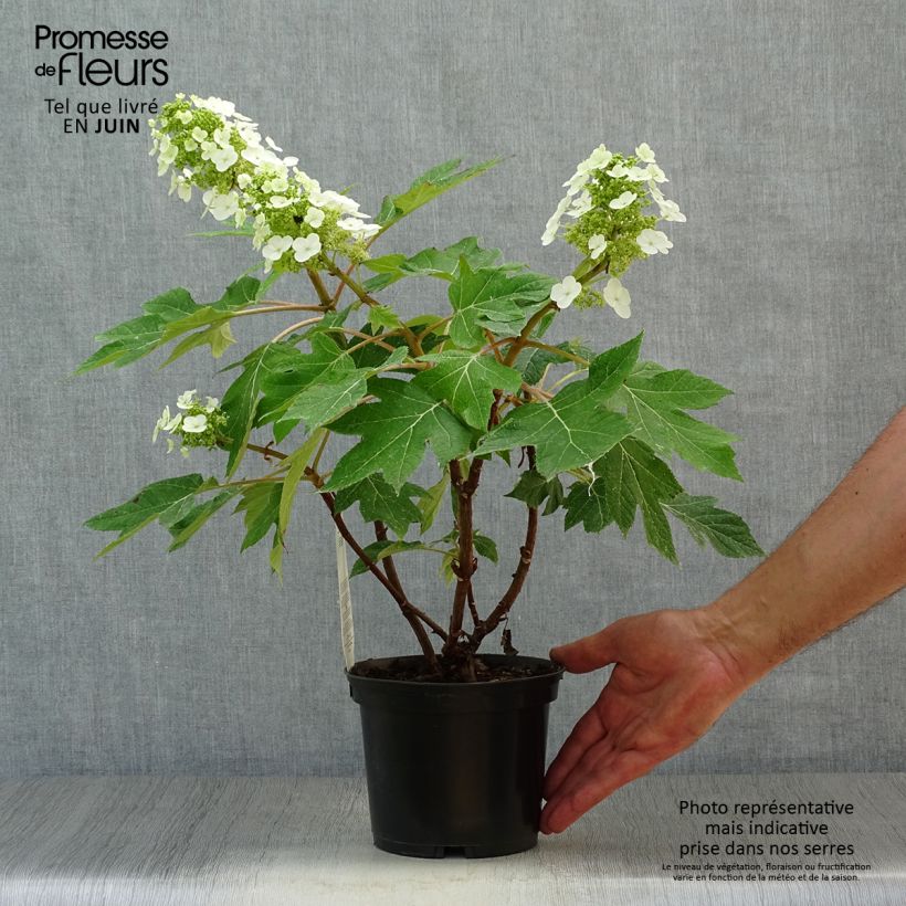 Exemplar von Eichenblatt-Hortensie Munchkin - Hydrangea quercifolia Topf mit 2L/3L wie im Sommer geliefert