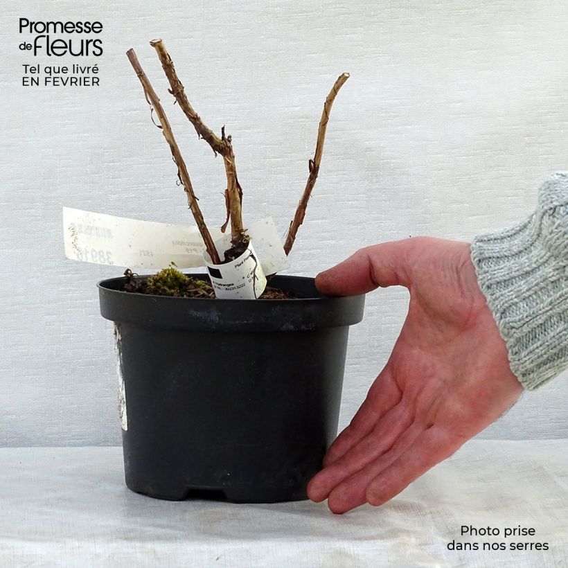 Exemplar von Eichenblatt-Hortensie Ruby Slippers - Hydrangea quercifolia Topf mit 3L/4L wie im Winter geliefert