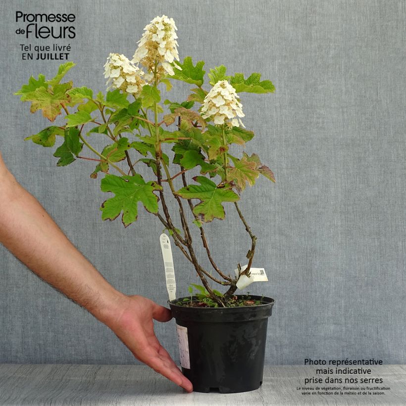 Exemplar von Eichenblatt-Hortensie Ruby Slippers - Hydrangea quercifolia Topf mit 3L/4L wie im Sommer geliefert